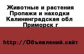 Животные и растения Пропажи и находки. Калининградская обл.,Приморск г.